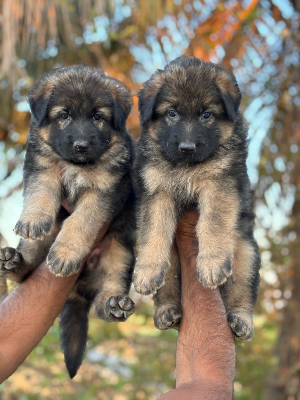 German Shepherd Puppies in Hyderabad