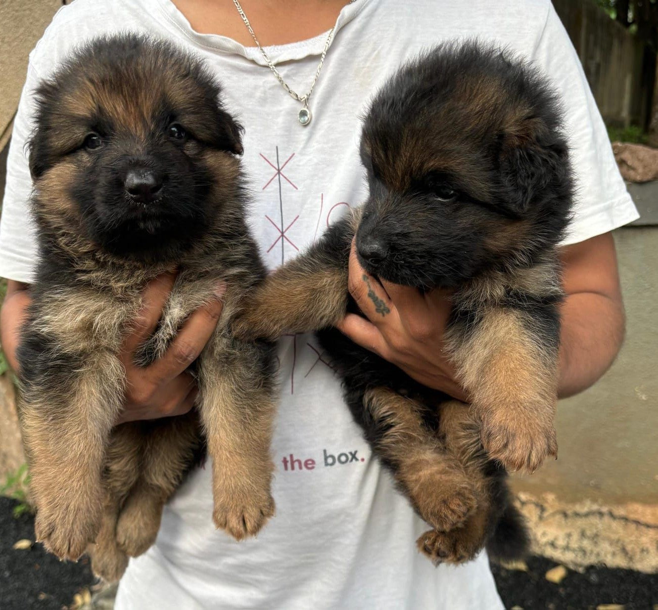 Active German shepherd puppy from Mumbai