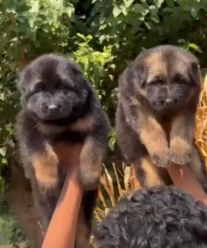 High quality German shepherd puppy available in Mumbai