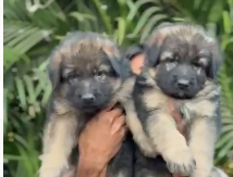 German Shepherd dog price in Jaipur