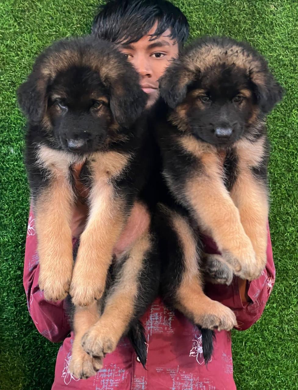 German shepherd dog price in Ahmedabad