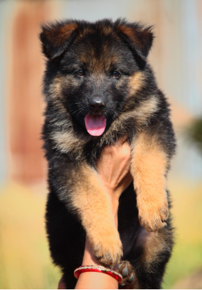 German Shephard puppy From Bangalore for sale