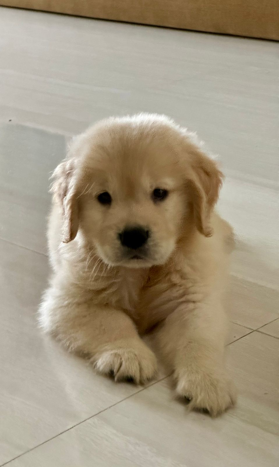 Purchase Golden Retriever Puppy from Mumbai