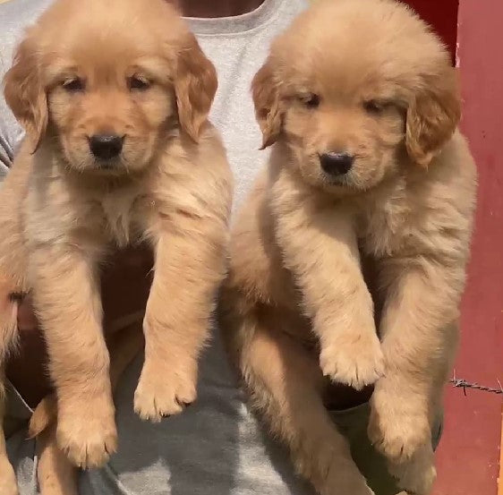 Happy Golden from Kolkata