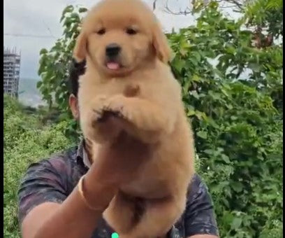Order Golden Retriever Puppy from Mumbai