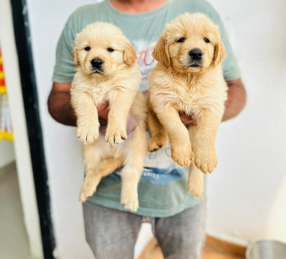 Golden Retriever puppy From Hyderabad for sale