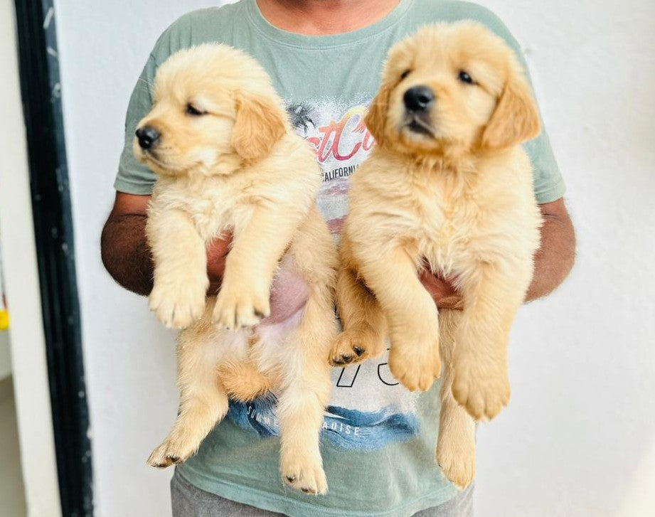 Golden Retriever puppy From Jaipur for sale