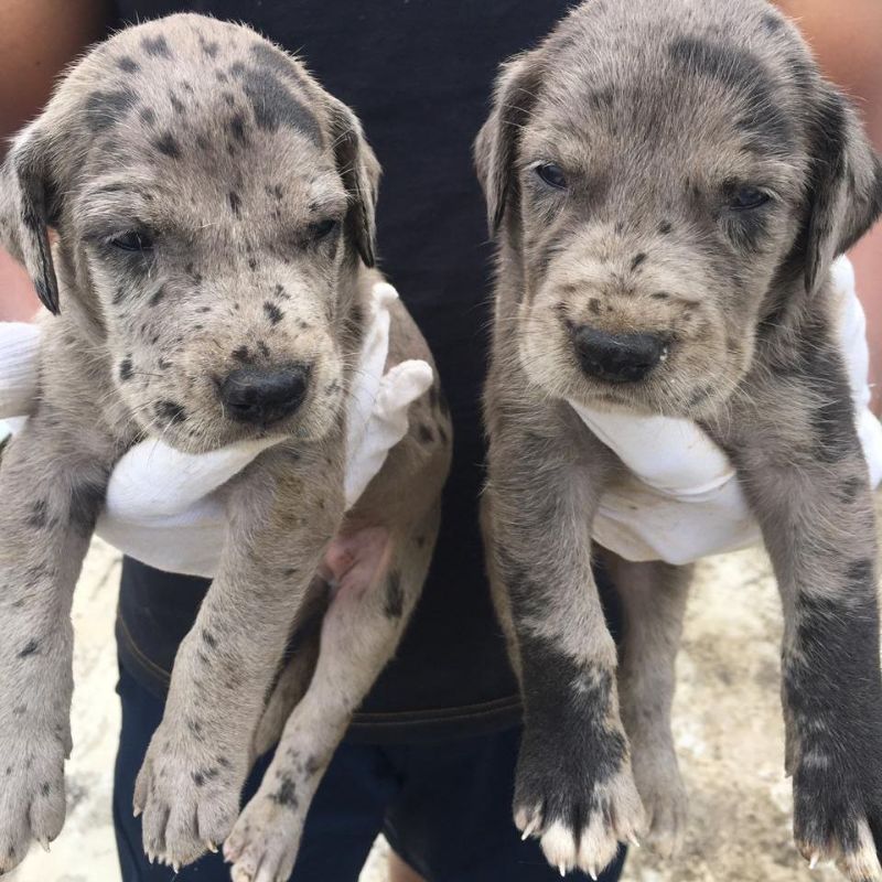 Buy Great Dane   Puppy from Mumbai