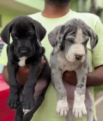 Purchase Friendly  Great Dane Puppy from Delhi