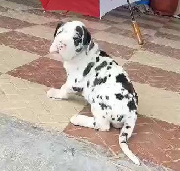 Order Great Dane Puppy from Mumbai