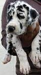 Great Dane puppy price in Jaipur