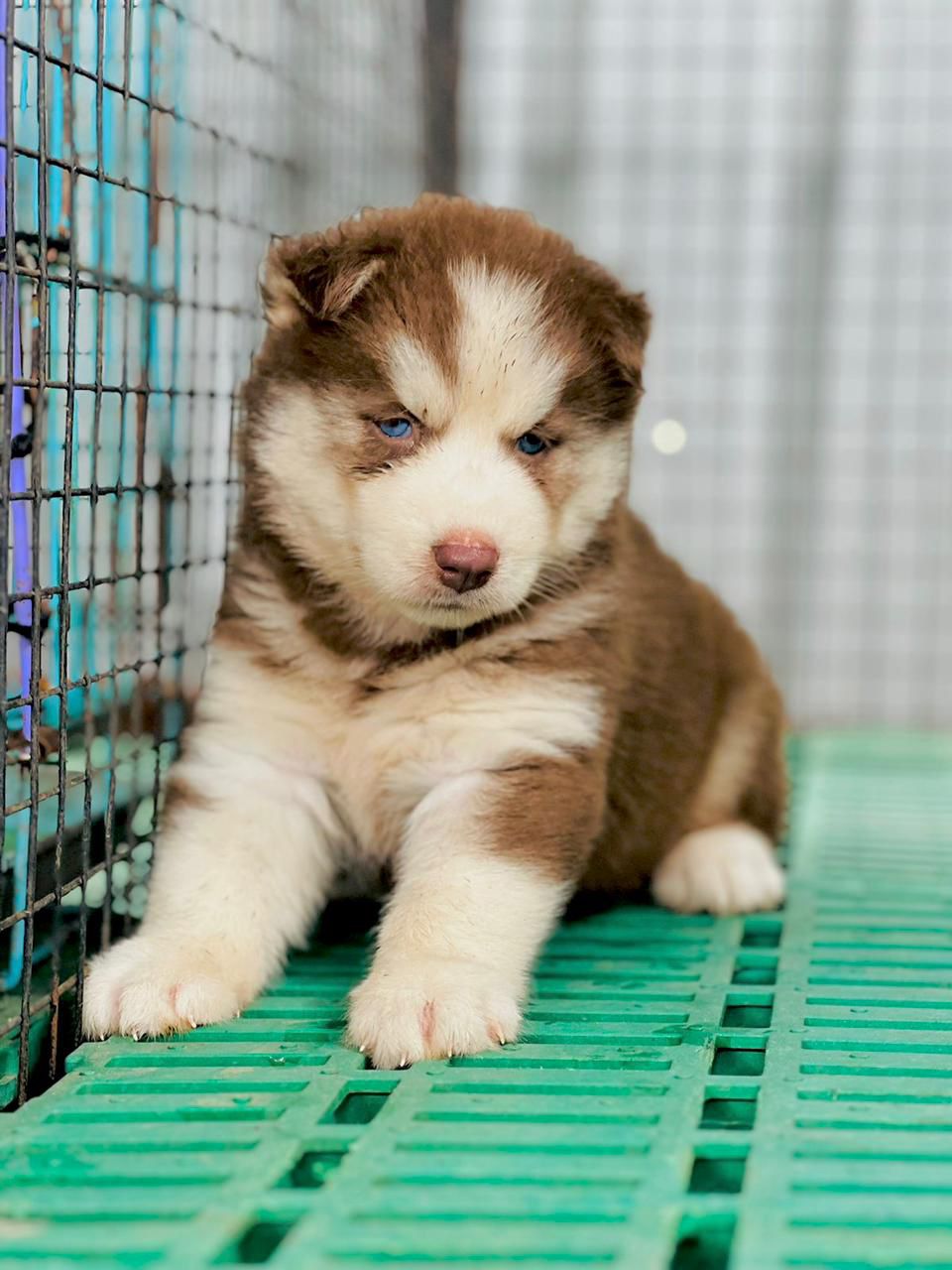 Siberian Husky Puppies in  Jaipur