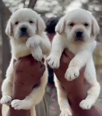 Buy Male Labrador Retriever Puppy from Delhi