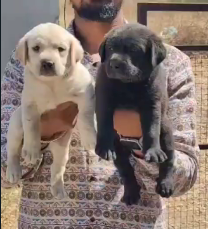 Buy lovable Labrador Retriever Puppy from Delhi