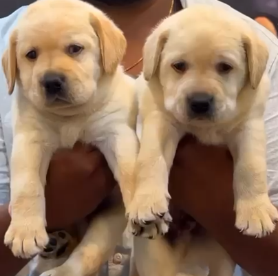 Purchase Labrador Retrievers Puppy from Mumbai
