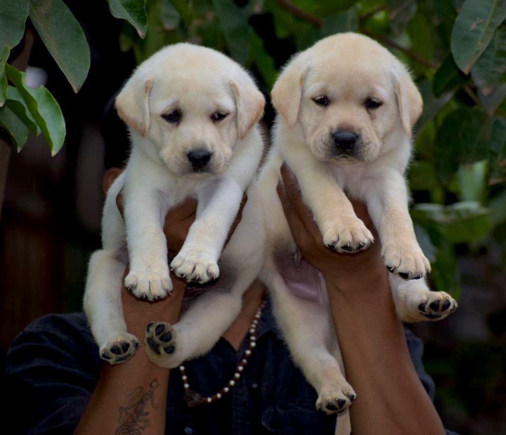 Order Labrador Retrievers Puppy from Mumbai