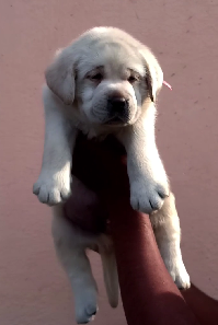 Labrador Retriever puppy From Jaipur for sale