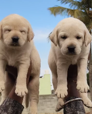 Labrador Retriever puppy price in Hyderabad