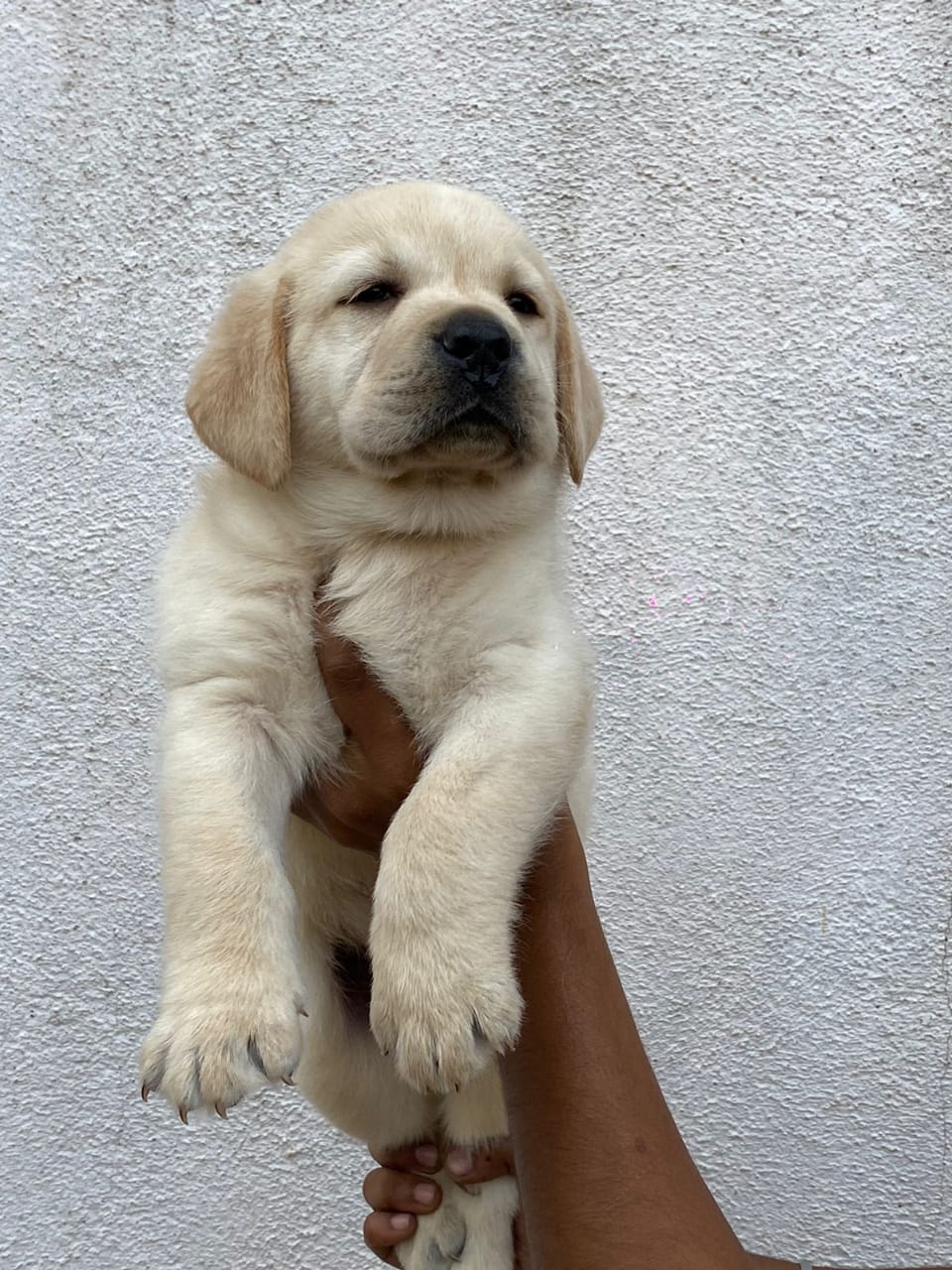 Buy Best Quality Labrador Retrievers Puppy from Mumbai