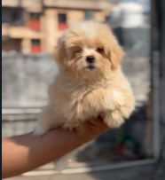 Purchase Friendly Lhasa Apso Puppy from Goa