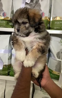 Buy Male Lhasa Apso Puppy from Goa