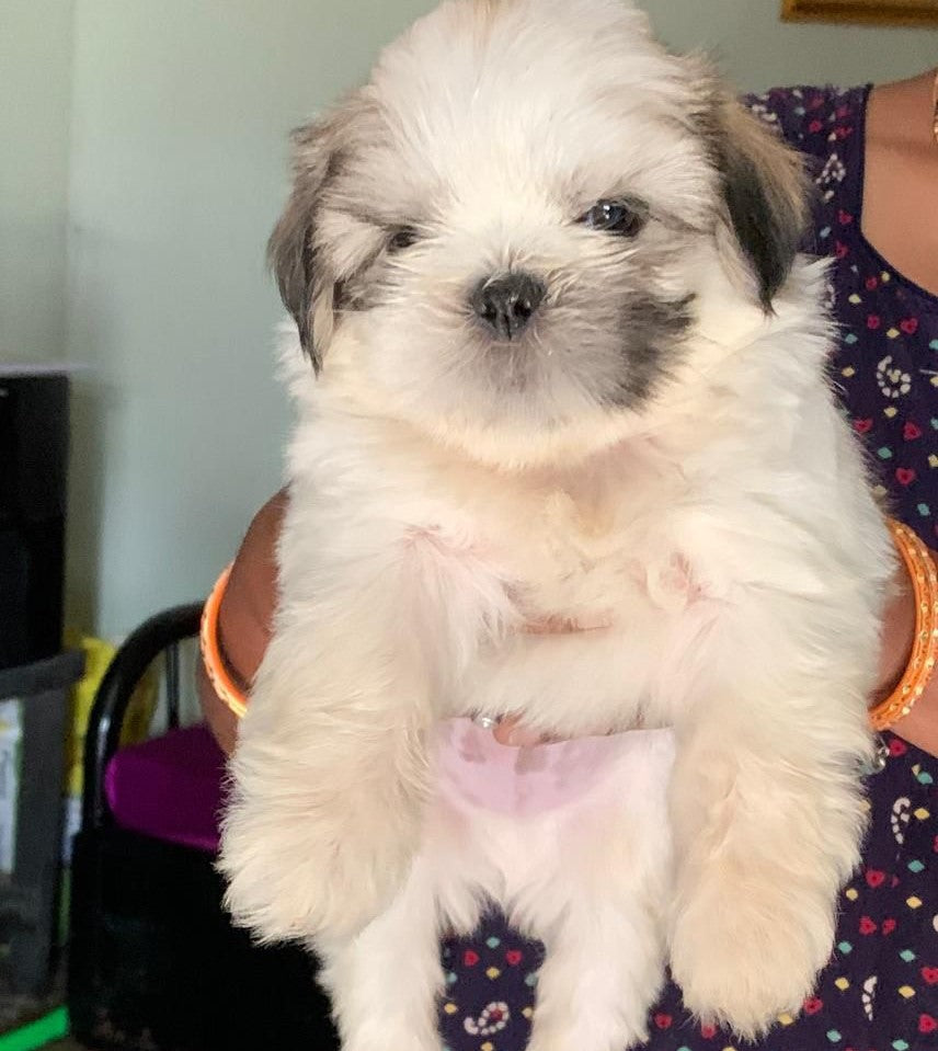 Lhasa Apso puppy from Pune