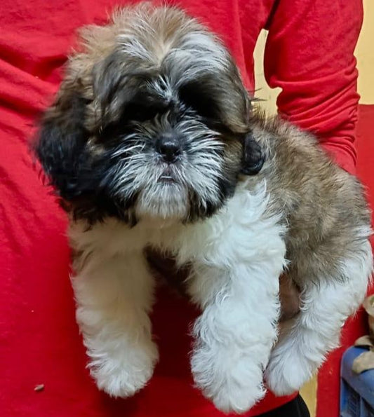 Sweet Lasa Apso Puppy