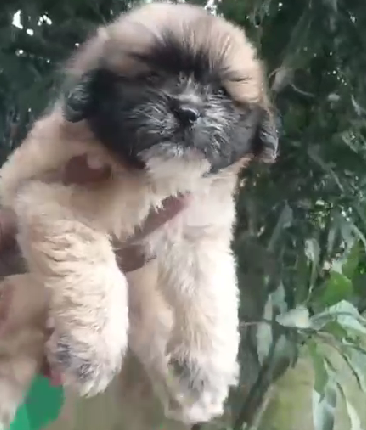 lively Lhasa Apso Puppy