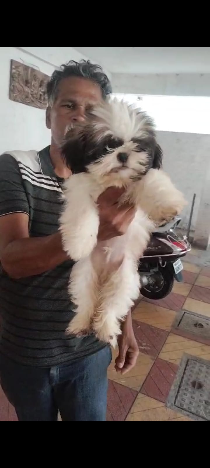 Order Female Lhasa Apso Puppy from Delhi