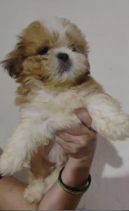 Male Lhasa Apso puppy From Vizag