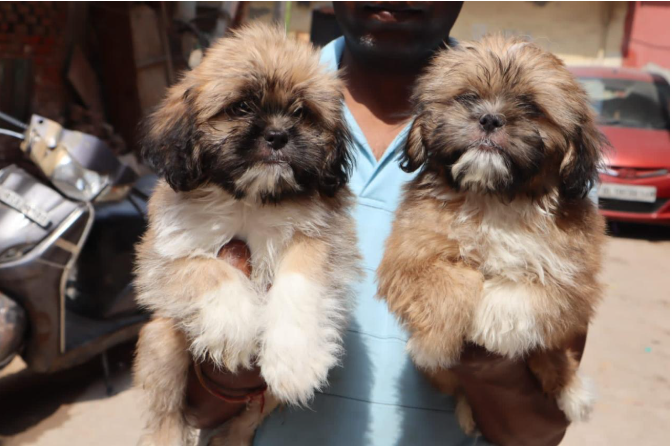 Lhasa Apso puppy price in Vizag