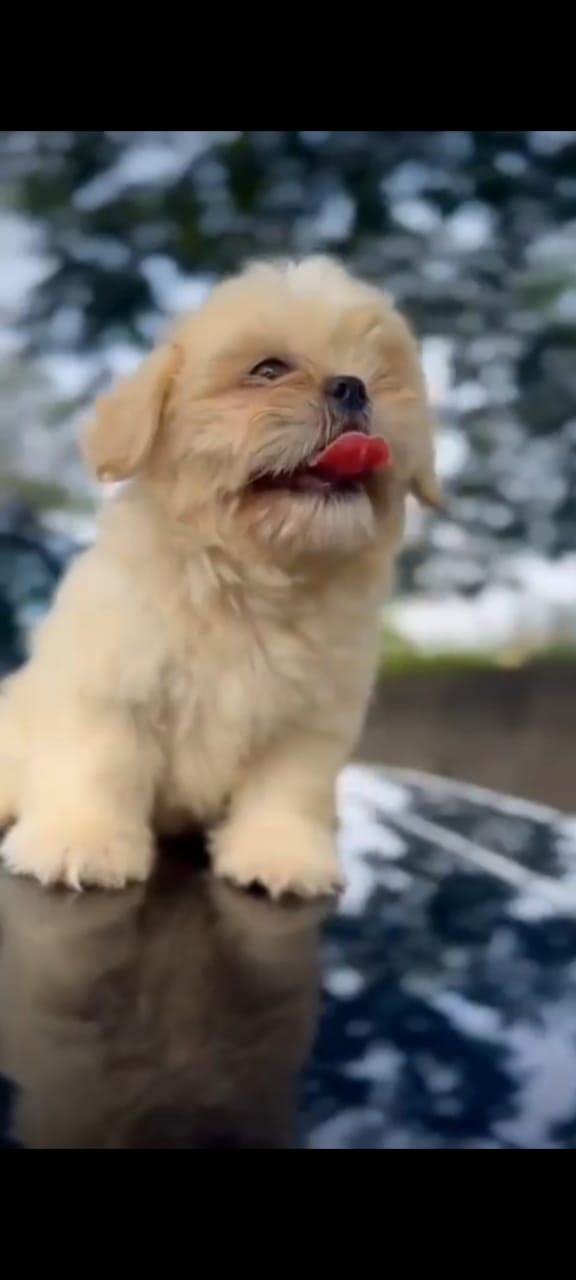 Order Female Lhasa Apso Puppy from Goa