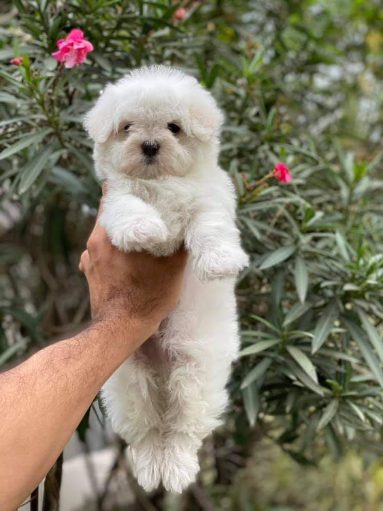 Buy Best Quality Maltese Puppy from Mumbai