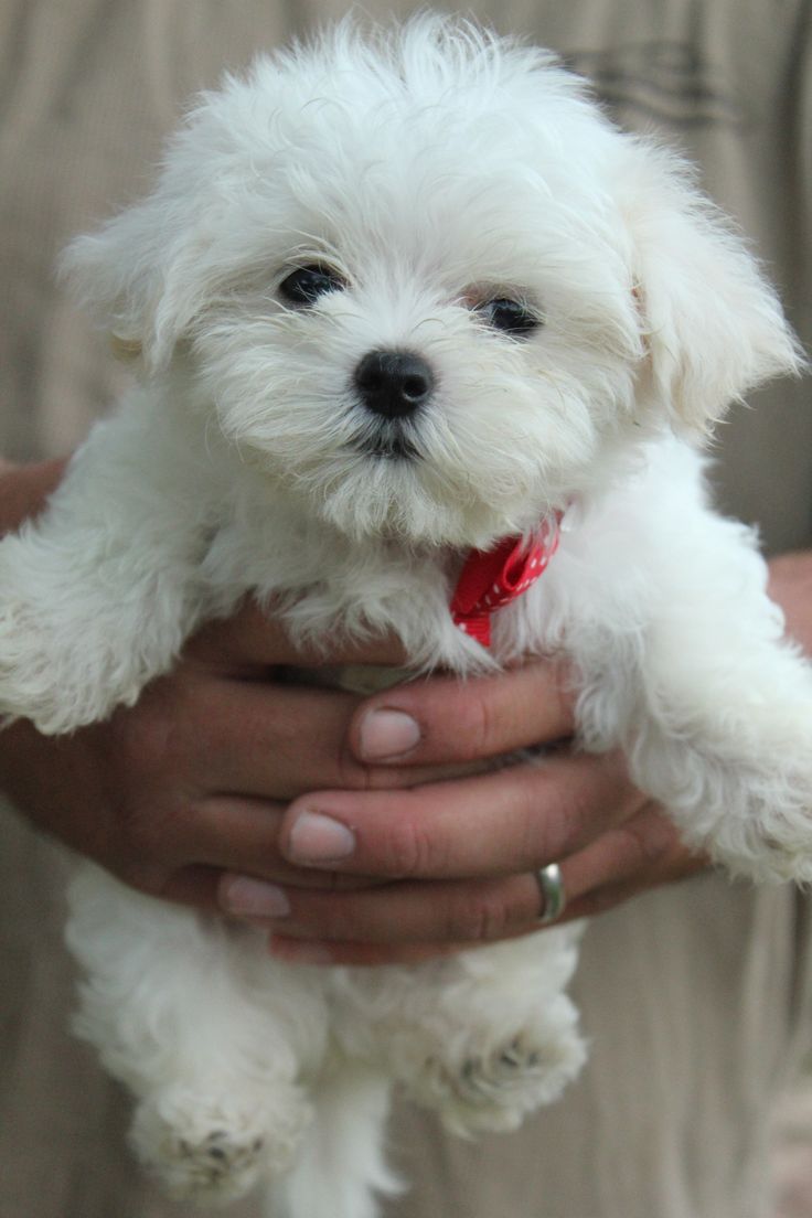 Maltese puppy From Chennai for sale