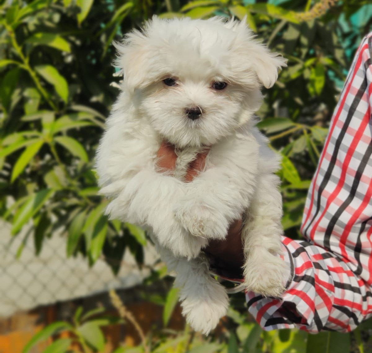 playful Maltese Puppy