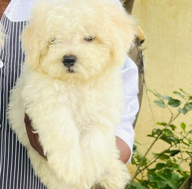 Gentle Maltese Puppy
