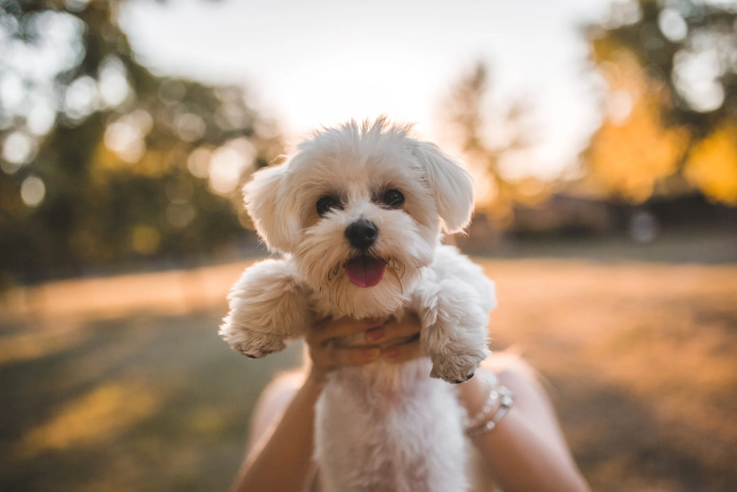 Buy Best Quality Maltese Puppy