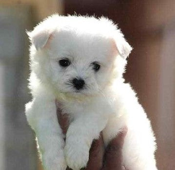 Maltese  Puppies in  Bangalore