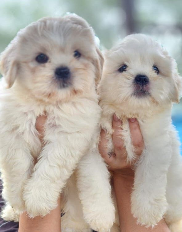 Maltese puppy price in Jaipur