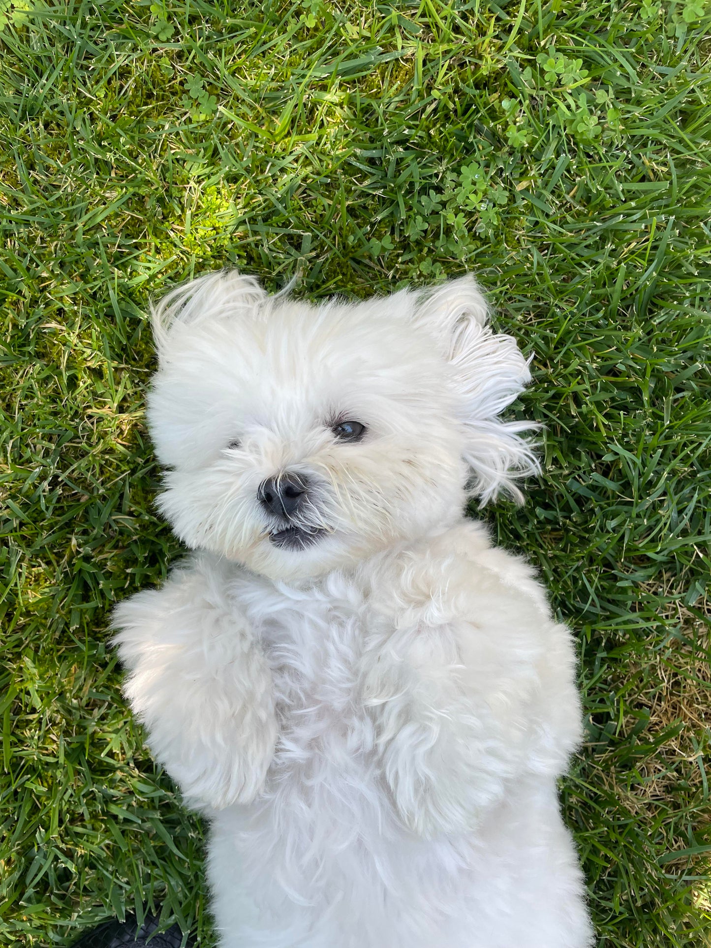 Responsive Maltese Puppy