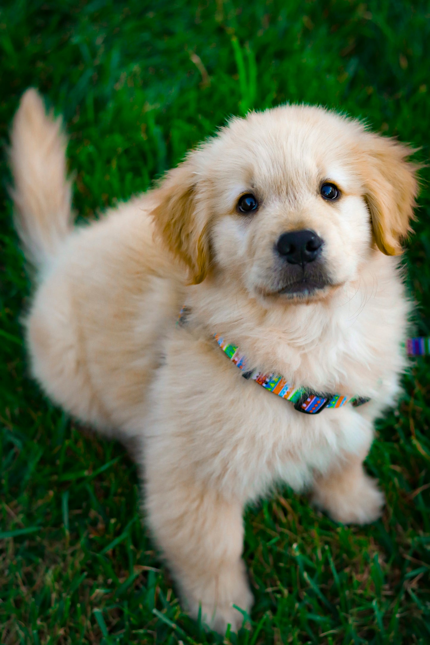 Golden Retriever Puppy from Kolkata