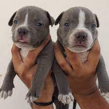 Order Smart & Active Pitbull Puppy from Kolkata