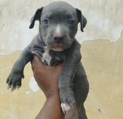 Pitbull Puppies in Chennai