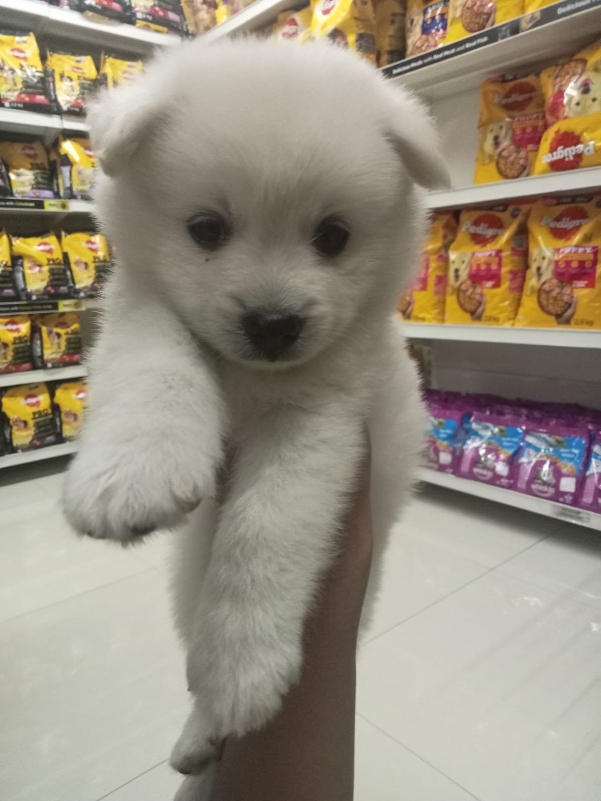 Buy Pomeranian Puppy from Mumbai