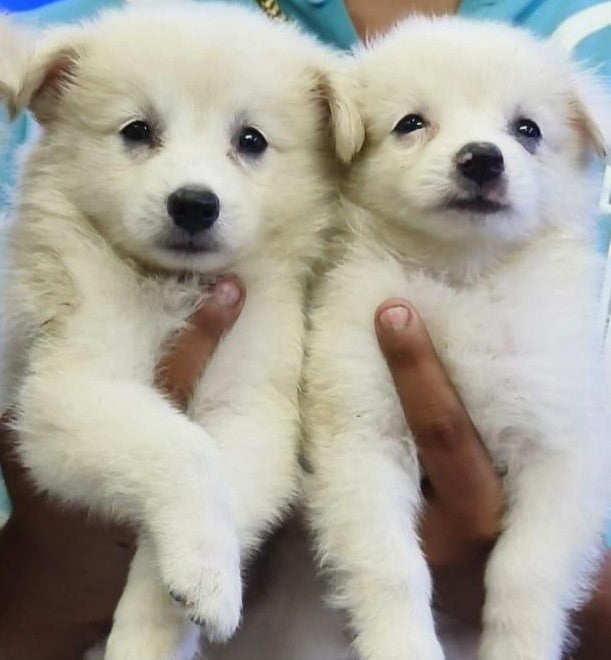 Pomeranian dog price in Chennai