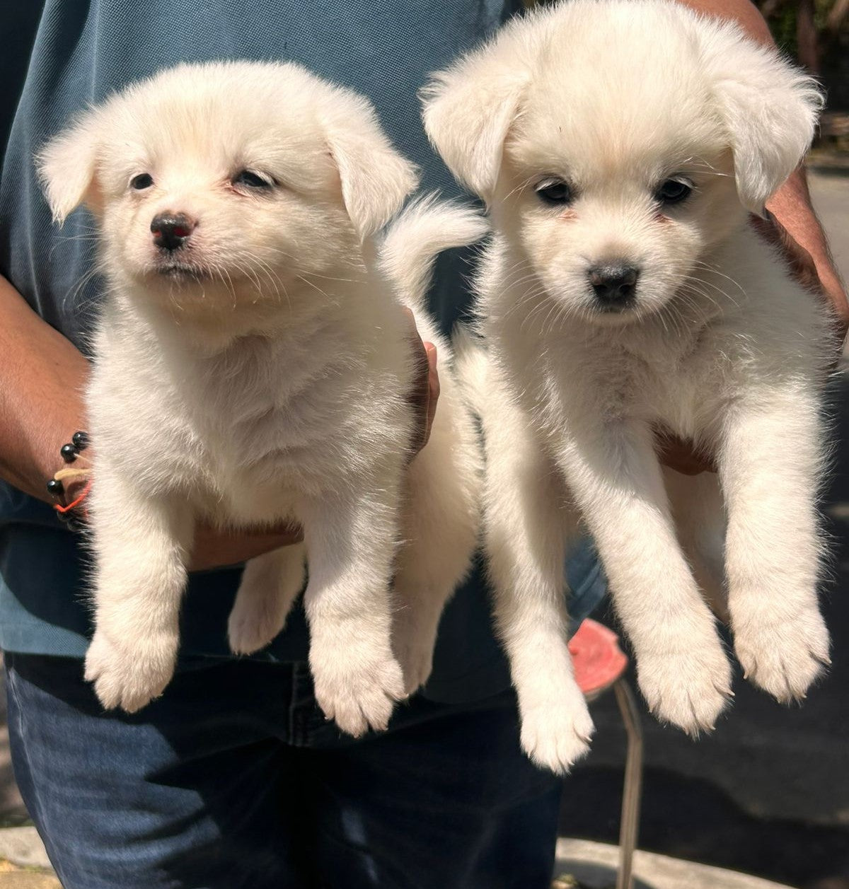 Purchase Pomeranian Puppy from Mumbai