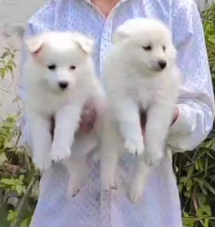 Pomeranian dog price in Ahmedabad