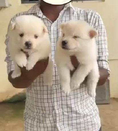 Pomeranian puppy From Hyderabad for sale
