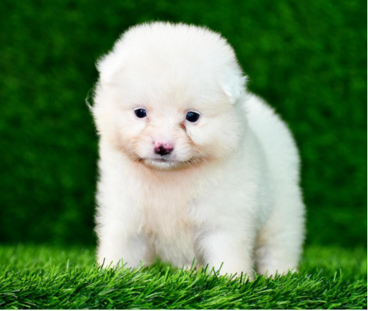 Pomeranian puppy From Ahmedabad  for sale