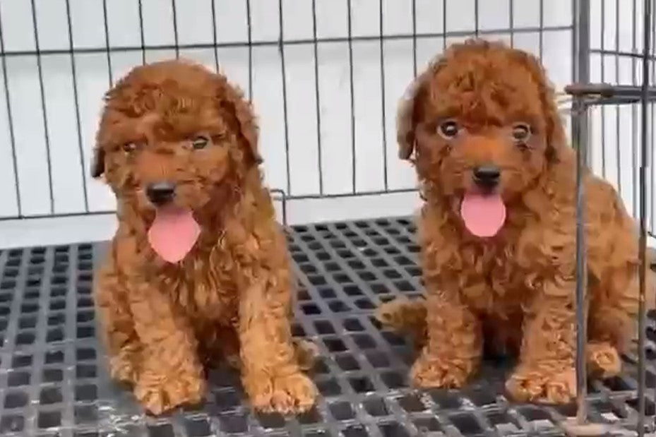 Buy Male Poodle  Puppy from Goa
